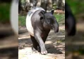Tapir Viral di Mesuji Disembelih, Polisi Amankan Pelakunya