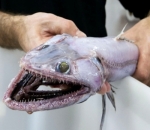 Deepsea Lizardfish