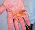 Sea Spider (Laba-Laba Laut)