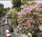 Bunga-Bunga di Pohon Semakin Mempercantik Kota Surabaya