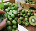 Kiwi Berries yang Menggemaskan