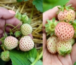 Pineberry yang Disebut Strawberry Terbalik