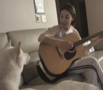 pecinta anjing