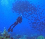menjelajahi keindahan surga bawah laut
