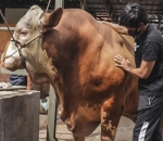 Atta Halilintar