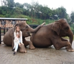 Pose Bareng Gajah
