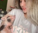 Asik Dengan Babi