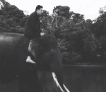 Momen Naiki Gajah