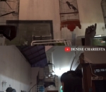 Koleksi Burung Peliharaan