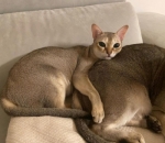 Miliki Dua Kucing Lucu