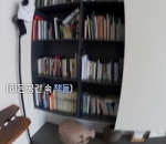 Hidden Bookshelf