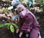 Menanam Pohon Bakau