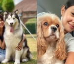 Pecinta Anjing