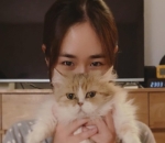 Punya Banyak Kucing