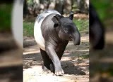 Tapir Viral di Mesuji Disembelih, Polisi Amankan Pelakunya