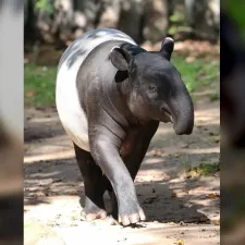 Tapir Viral di Mesuji Disembelih, Polisi Amankan Pelakunya