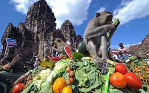 Festival Prasmanan Monyet di Thailand