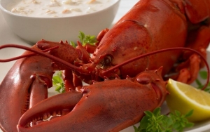 Membeli Lobster Mati dapat Berbahaya