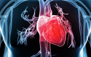 5. Memiliki Potensi Terkena Penyakit Jantung