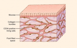 7. Interstitium