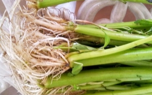 Akar Kangkung