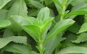 1. Stevia