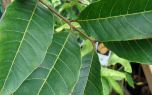 Daun Rambutan