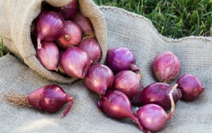Manfaat Bawang Merah untuk Atasi 6 Jenis Kanker Berbahaya Ini 
