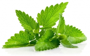 Kunyah Daun Mint Agar Sakit Gigi Hilang