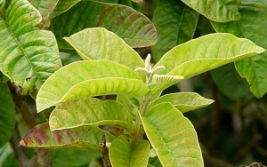 Atasi Sakit Gigi dengan Air Rebusan Daun Jambu Biji