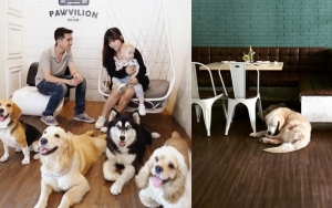 Pawvillion Dog