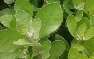 Daun Beluntas Juga Memiliki Kandungan Minyak Atsiri