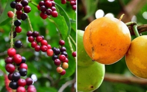 Buah-Buahan Indonesia yang Jarang Diketahui Namanya