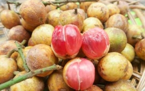 Buah Kemundung