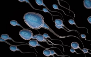 Daun Jambu Biji Dapat Meningkatkan Kualitas Sperma
