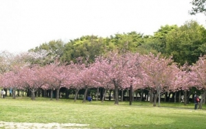 Taman Sakura di Cibodas Ini Membuat Fotomu Bak Sedang Berada di Jepang