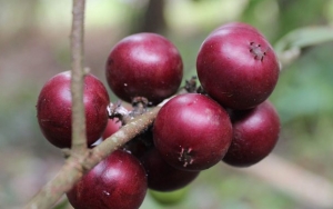 Rukem Buah Legendaris Tahun 90an