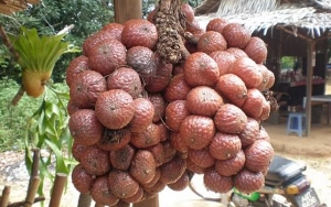 Kelubi Serupa dengan Salak