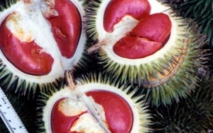 Lahung Kembaran Durian Warna Merah