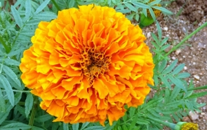 Tanaman Marigold Indah nan Memabukkan