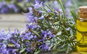 Rosemary Baik Digunakan untuk Aroma Terapi