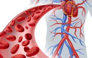 Manggis dapat Melancarkan Sirkulasi Darah