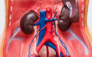 Organ Vital Bisa Rusak Karena Diet Keto