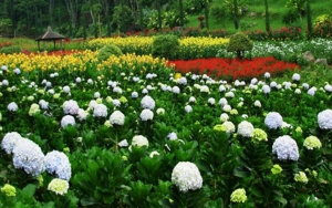 Keindahan Taman Bunga Selecta yang Mirip dengan di Eropa