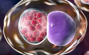 Penyakit Kelamin Klamidia (Chlamydia)