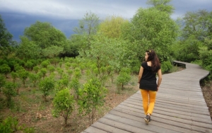 Taman Wisata Hutan Mangrove Gunung Anyar