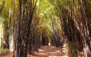 Hutan Bambu Keputih yang Instagramable