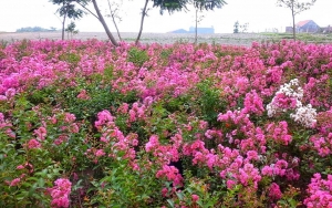 Taman Sakura Keputih yang Penuh dengan Bunga