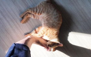 Lindswell Adalah Pecinta Kucing dan Kuliner