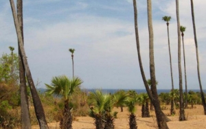Padang Pasir Pantai Tulamben Bali